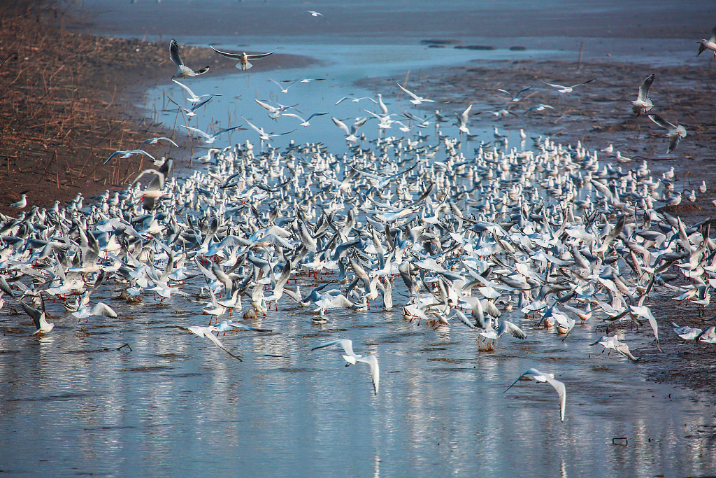 Migratory birds are seen in a river of Nanxian County of Yiyang City, central China's Hunan Province, December 31, 2023. /CFP