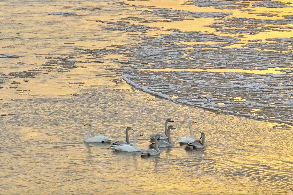 Whooper swans in the Yellow River next to Yuncheng City, Shanxi Province, December 17, 2023. /CFP