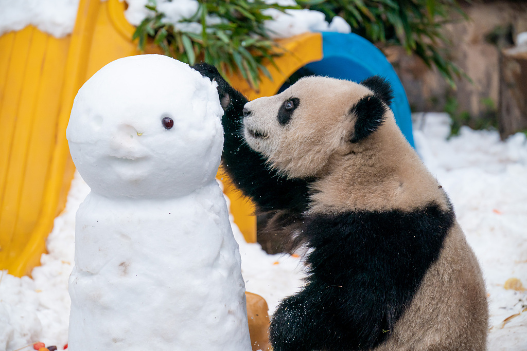 A giant panda plays with a snowman at Chongqing Zoo on January 1, 2024. /CFP