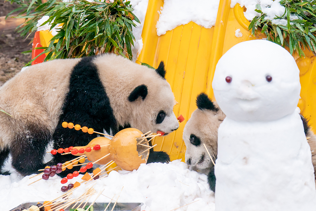Giant panda twins Yu Ke and Yu Ai eat fruit and vegetables in the snow at Chongqing Zoo on January 1, 2024. /CFP