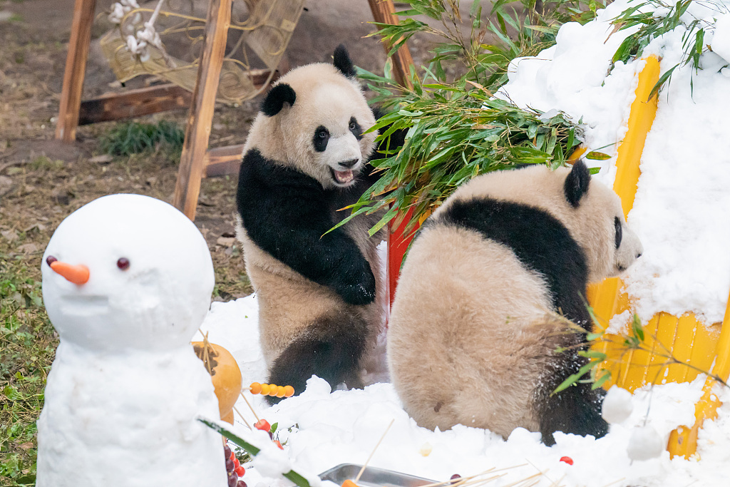 2024年1月1日，大熊猫双胞胎于可和于爱在重庆动物园雪地里玩耍。/CFP