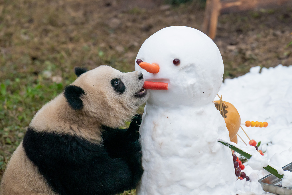 A giant panda eats the carrot forming the mouth of a snowman at Chongqing Zoo on January 1, 2024. /CFP