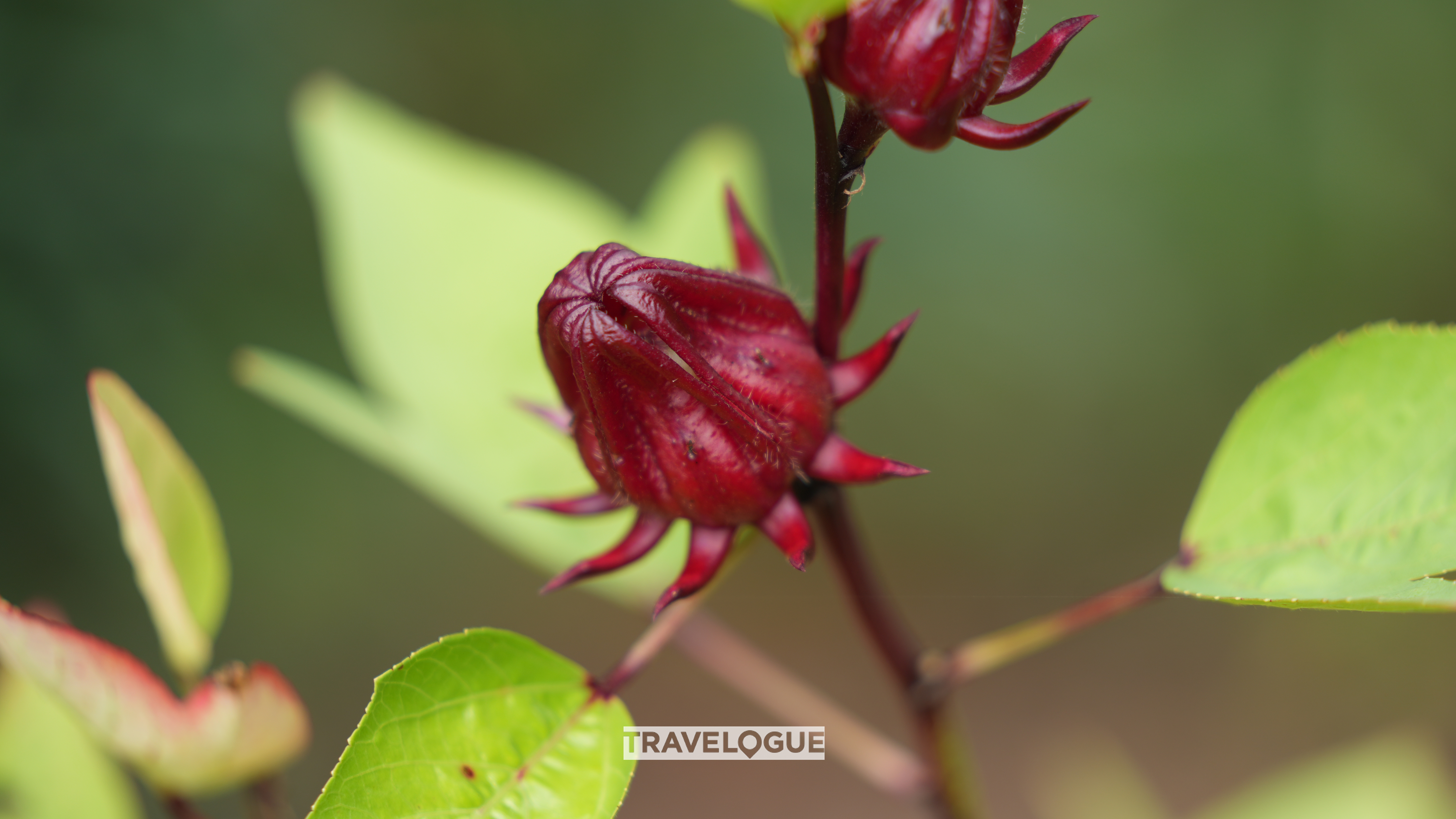 A roselle plant in Shaoguan, Guangdong Province /CGTN