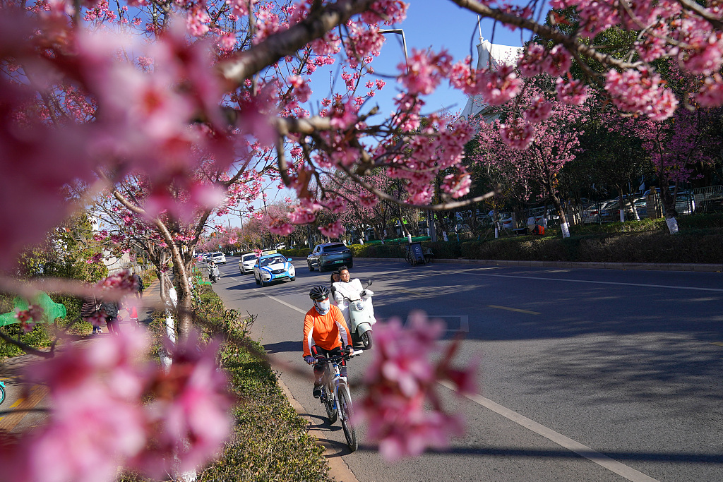 People cycle past cherry tree blossoms in Kunming, Yunnan Province on January 2, 2024. /CFP