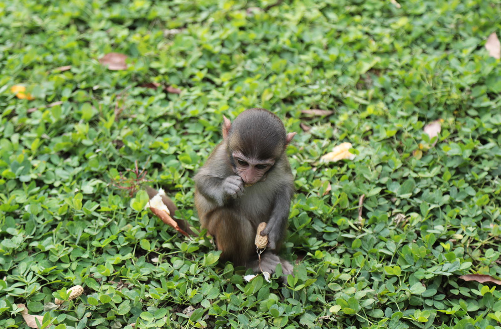 A young macaque eats a peanut at the Nanwan Monkey Island nature reserve in Lingshui, Hainan Province. /CGTN