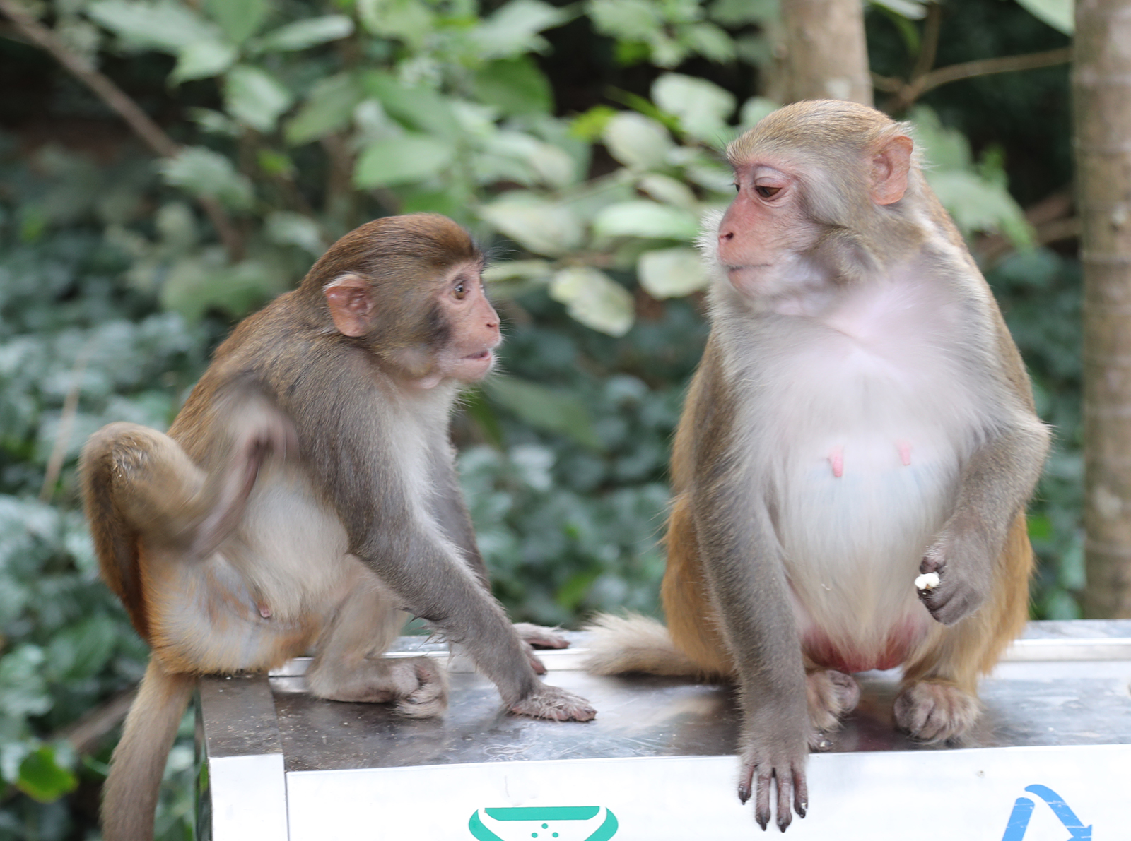 Two macaques look at each other at the Nanwan Monkey Island nature reserve in Lingshui, Hainan Province. /CGTN