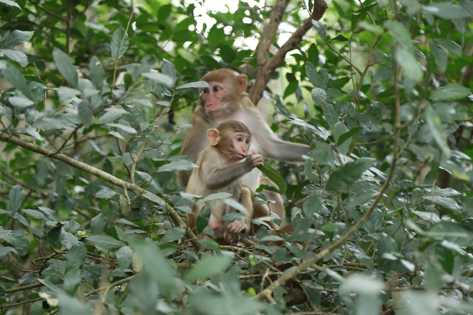 A macaque mother and her child sit in a tree at the Nanwan Monkey Island nature reserve in Lingshui, Hainan Province. /CGTN