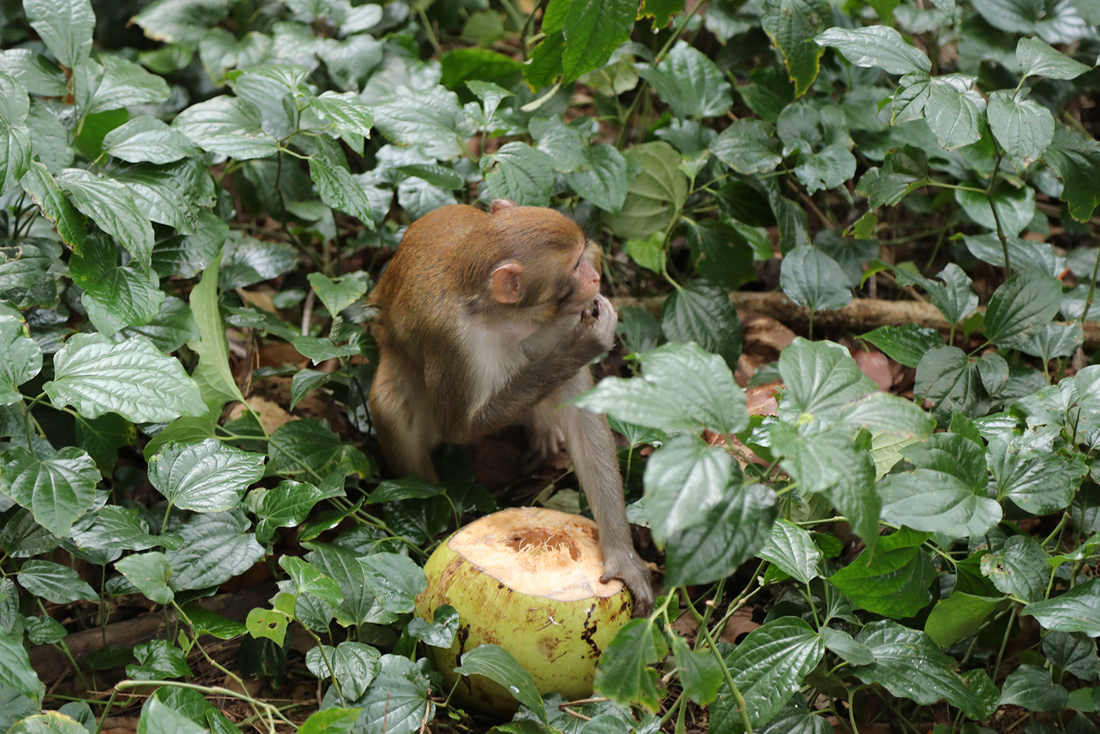 A macaque eats a coconut at the Nanwan Monkey Island nature reserve in Lingshui, Hainan Province. /CGTN