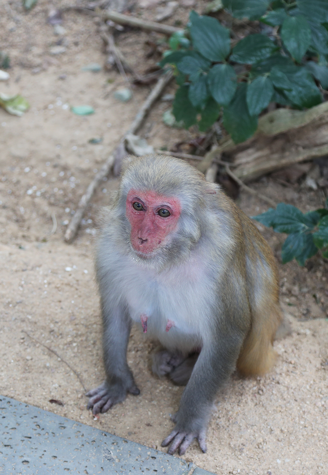 A macaque crouches at the Nanwan Monkey Island nature reserve in Lingshui, Hainan Province. /CGTN