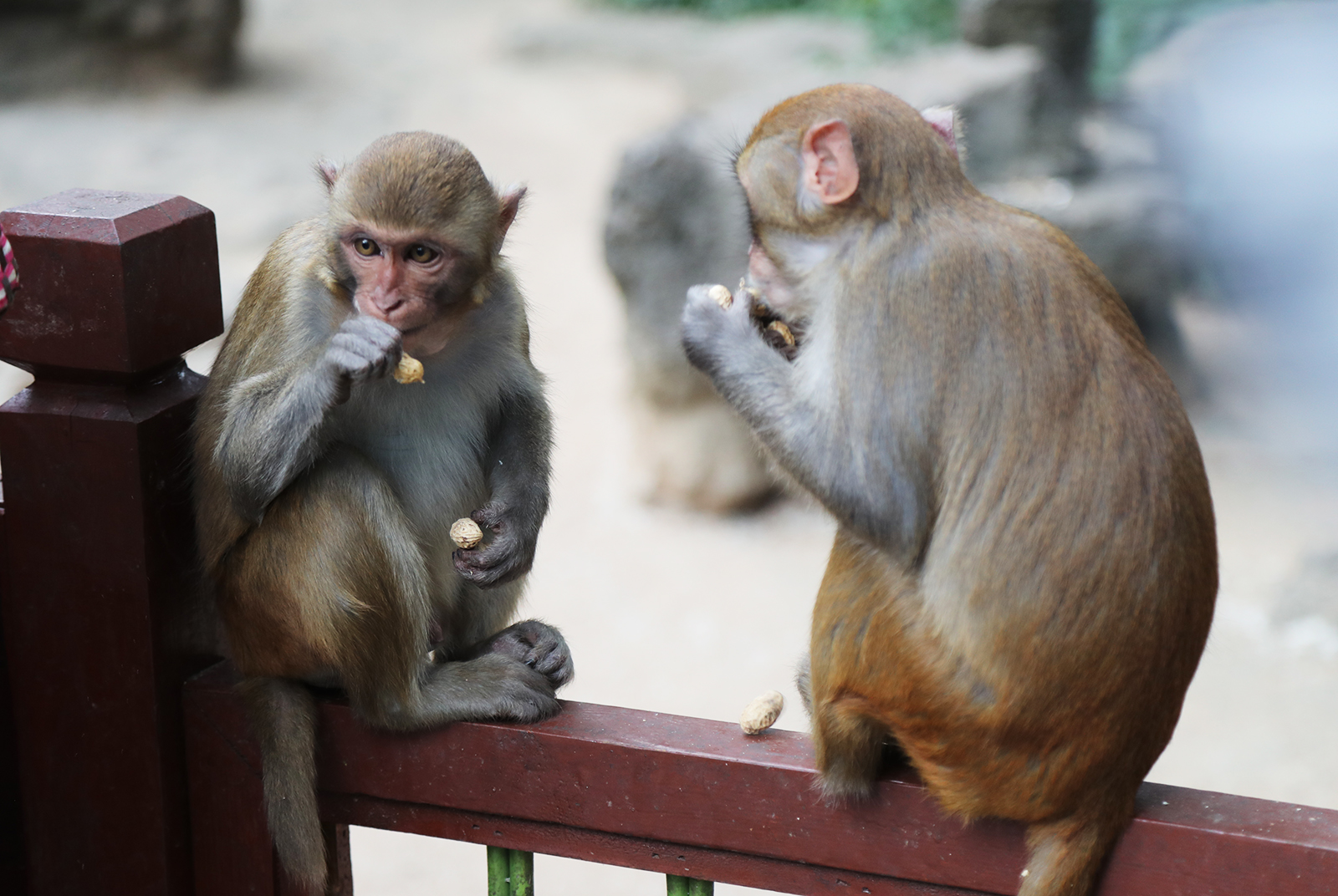 Macaques eat peanuts at the Nanwan Monkey Island nature reserve in Lingshui, Hainan Province. /CGTN