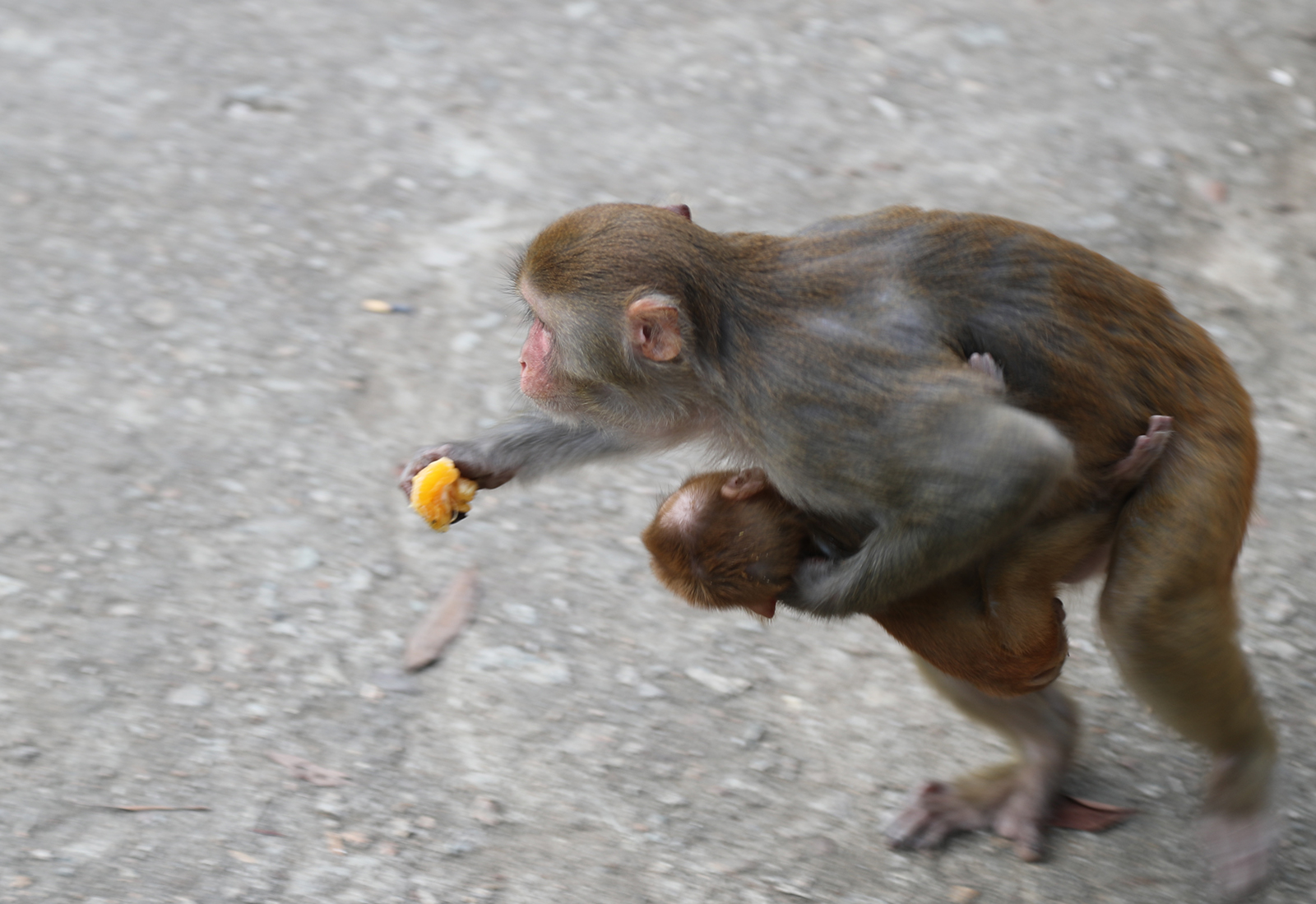 A macaque mother carrying her child runs at the Nanwan Monkey Island nature reserve in Lingshui, Hainan Province. /CGTN