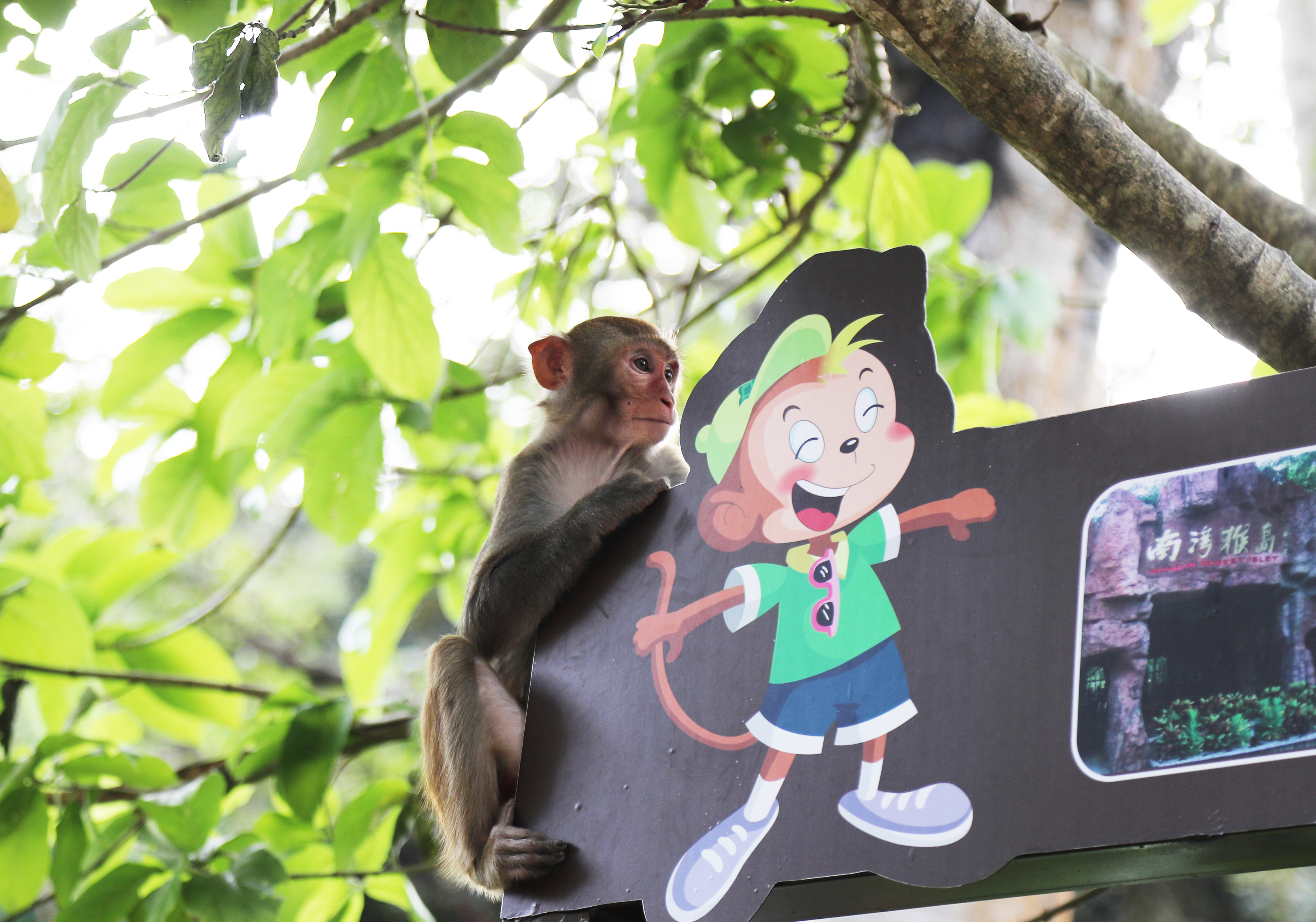 A macaque sits on a sign board at the Nanwan Monkey Island nature reserve in Lingshui, Hainan Province. /CGTN