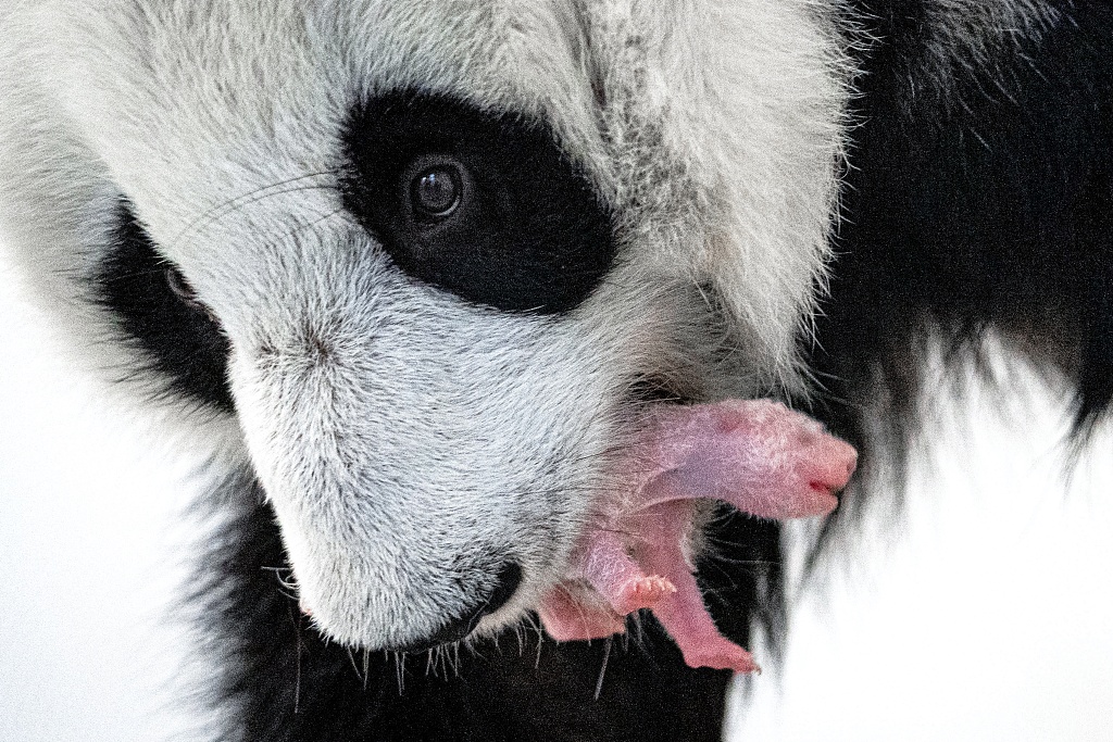 A panda cub born to parents Ru Yi and Ding Ding at Moscow Zoo, August 28, 2023. /CFP