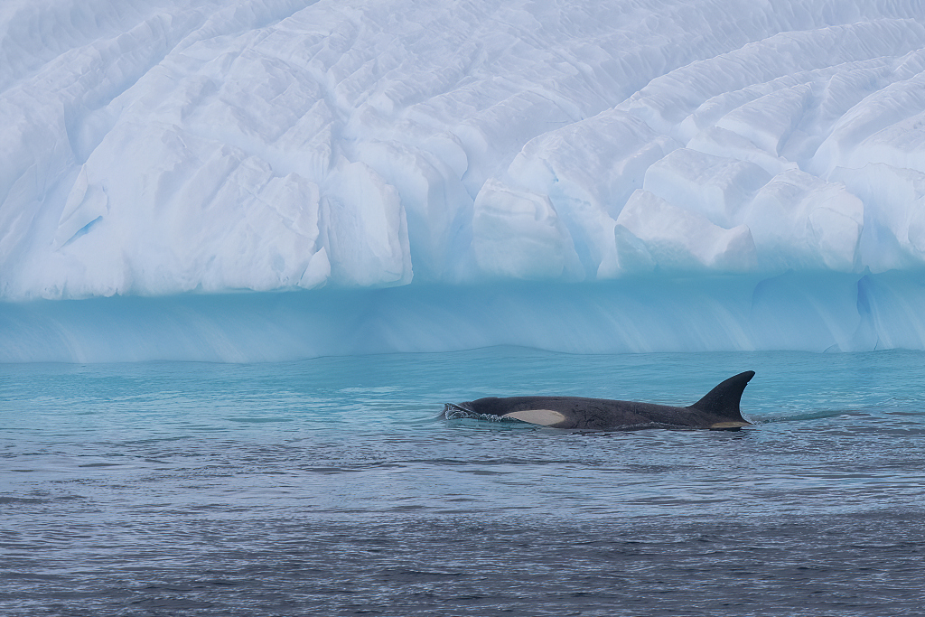 An orca swims in the Southern Ocean. /CFP