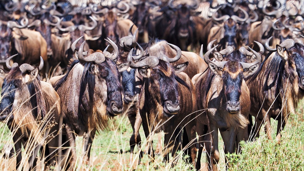 A herd of wildebeest stands in the grass in Serengeti National Park, Tanzania, September 23, 2022. /CFP