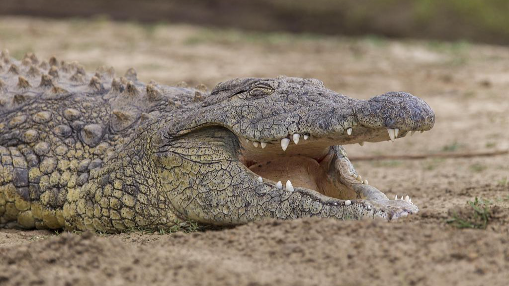A Nile crocodile in Namibia. /CFP