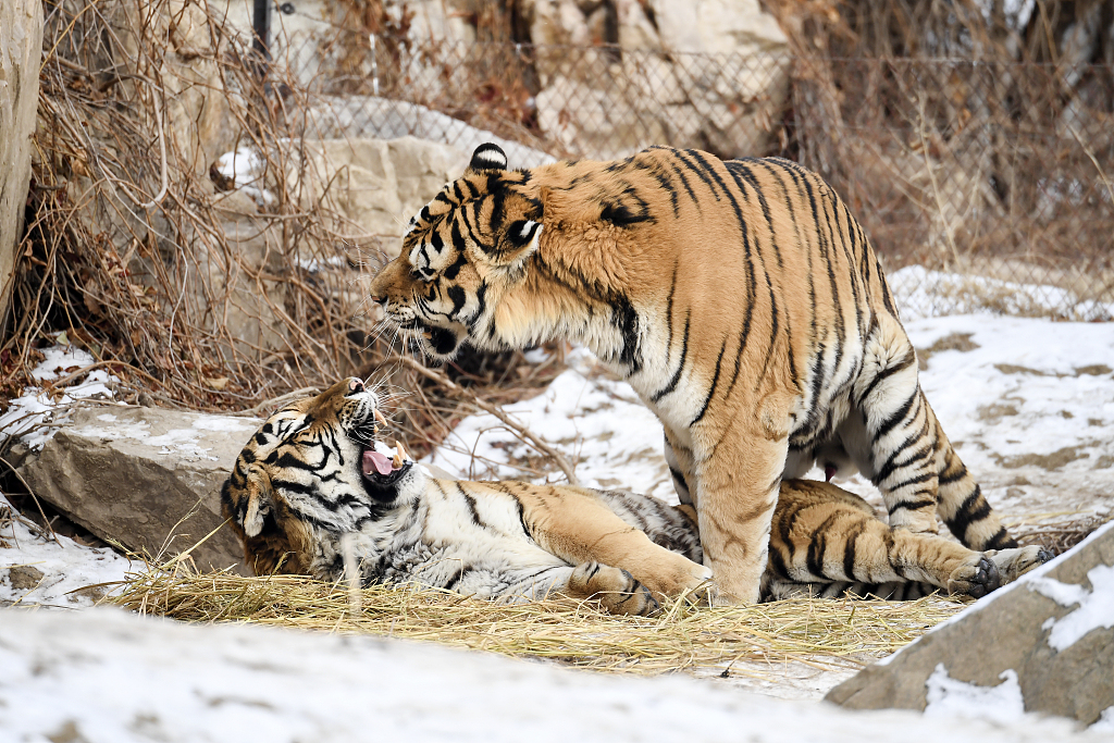 Siberian tigers are seen frolicking in the snow after snowfall in Changchun, Jilin Province on January 4, 2024. /CFP