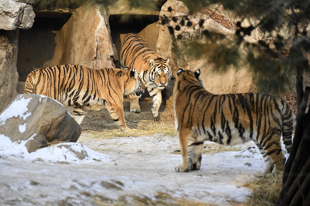 Siberian tigers are seen frolicking in the snow after snowfall in Changchun, Jilin Province on January 4, 2024. /CFP