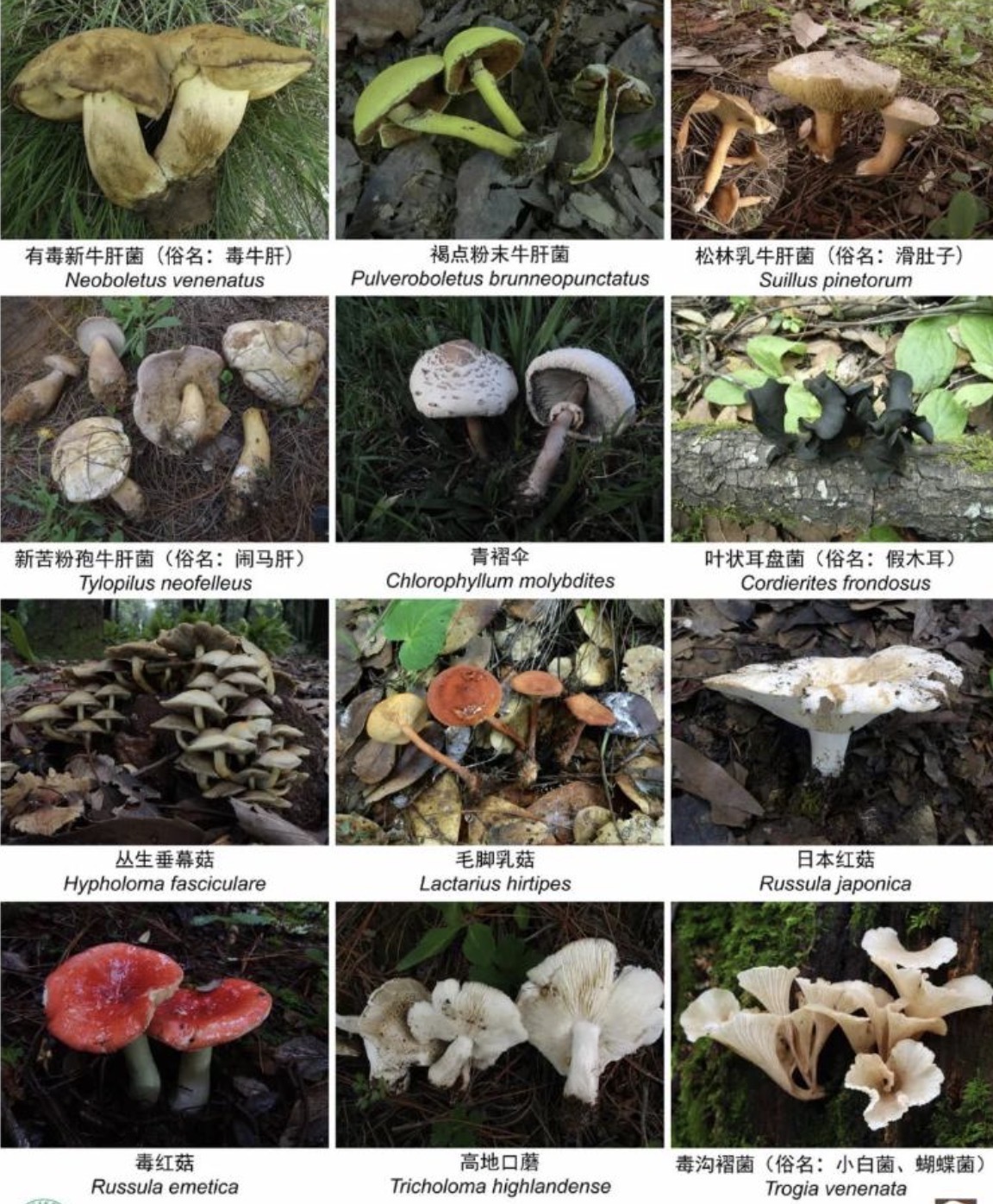 Macrofungi species in southwest China's Yunnan Province. /CMG