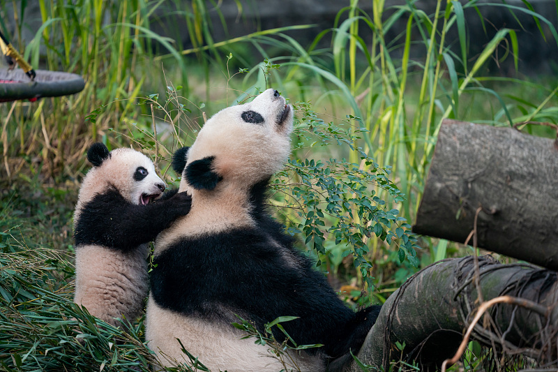 Newborn giant panda cub Mang Cancan plays with his mother at Chongqing Zoo in Chongqing Municipality, January 6, 2024. /CFP