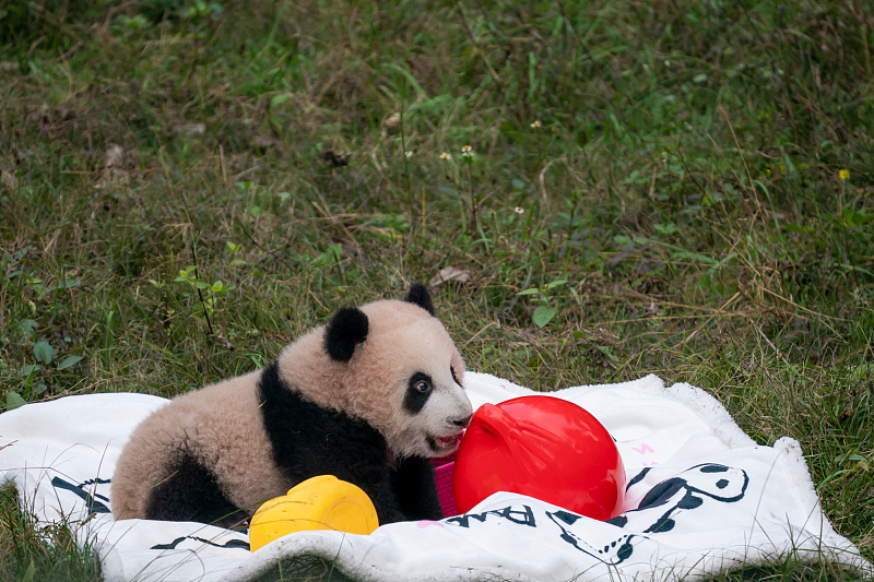 Newborn giant panda cub Mang Cancan plays with toys at Chongqing Zoo in Chongqing Municipality, January 6, 2024. /CFP