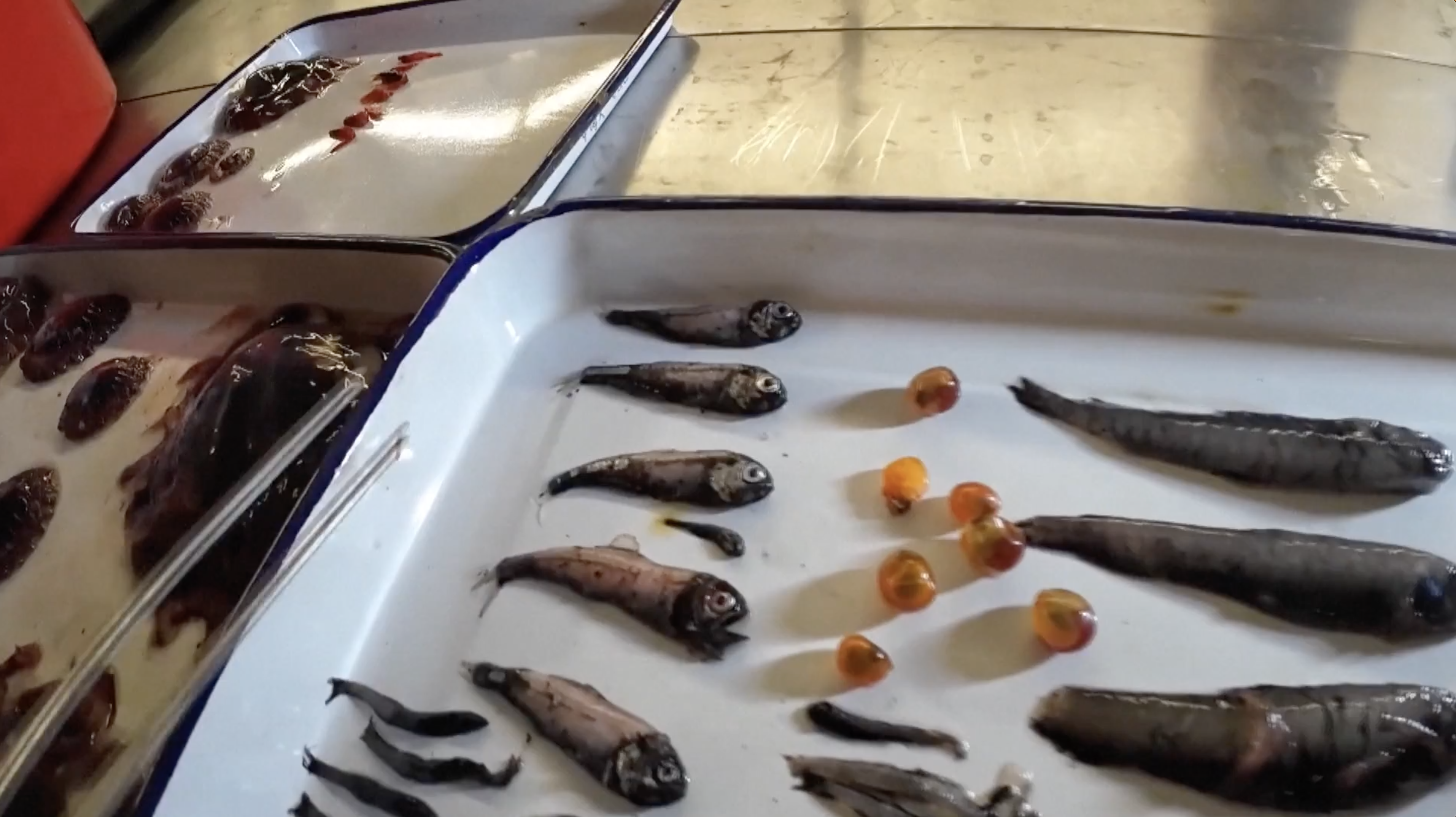 China's fish survey in Antarctica to focus on lanternfish