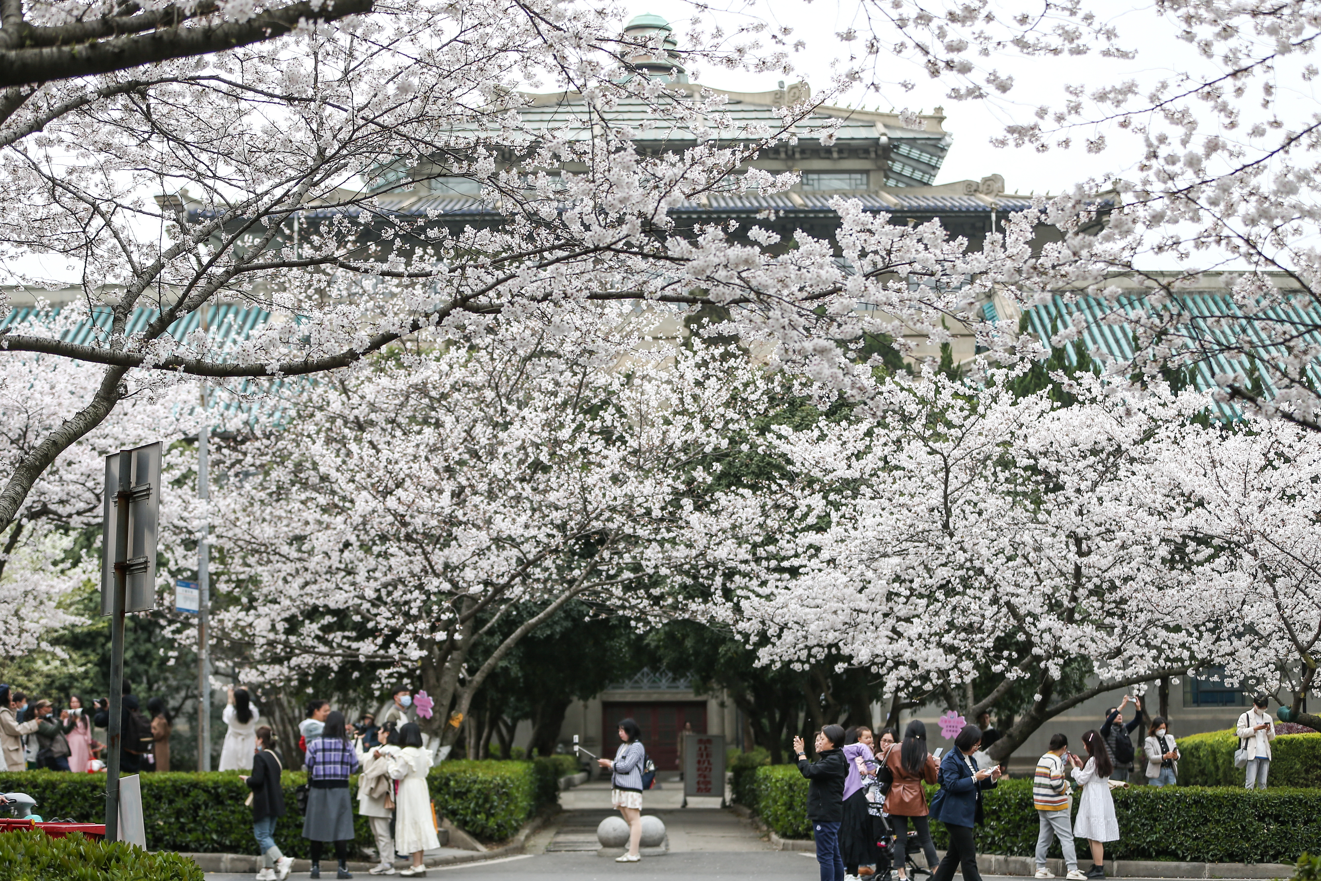 Tourists enjoy cherry blossoms at Wuhan University, central China's Hubei Province, March 16, 2023. /CFP 