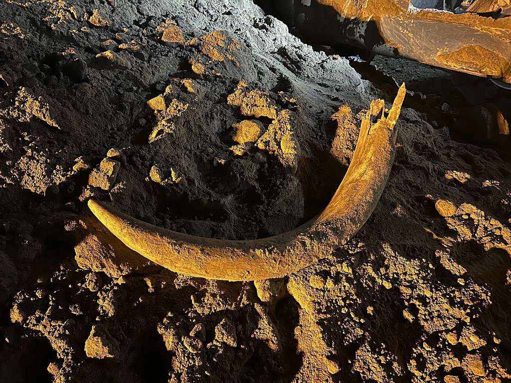 In this image provided by Coleman Fredricks, coal miners unearthed a mammoth tusk in May 2023 at the Freedom Mine near Beulah, North Dakota. The large scoop of an electric shovel dug the tusk out of the earth and dropped it into a truck, which later dumped the load, revealing the tusk. The North Dakota Geologic Survey subsequently visited the mine and dug for more bones at the site, finding more than 20 mammoth bones, now wrapped in plastic for their protection as paleontologists work to preserve them. /CFP