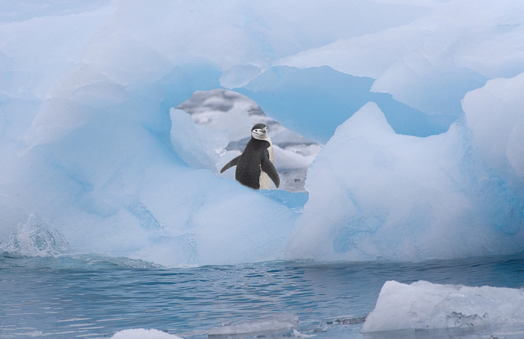 Scientists will take samples in the Antarctic from penguin guano, sediment from the seabed and from the water around the ice sheet to analyze microplastics. /CFP
