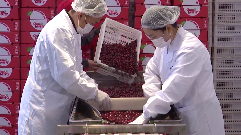 Staff members prepare cranberries to send to Nanning, Guangxi from Fuyuan, Heilongjiang on January 6, 2024. /CFP