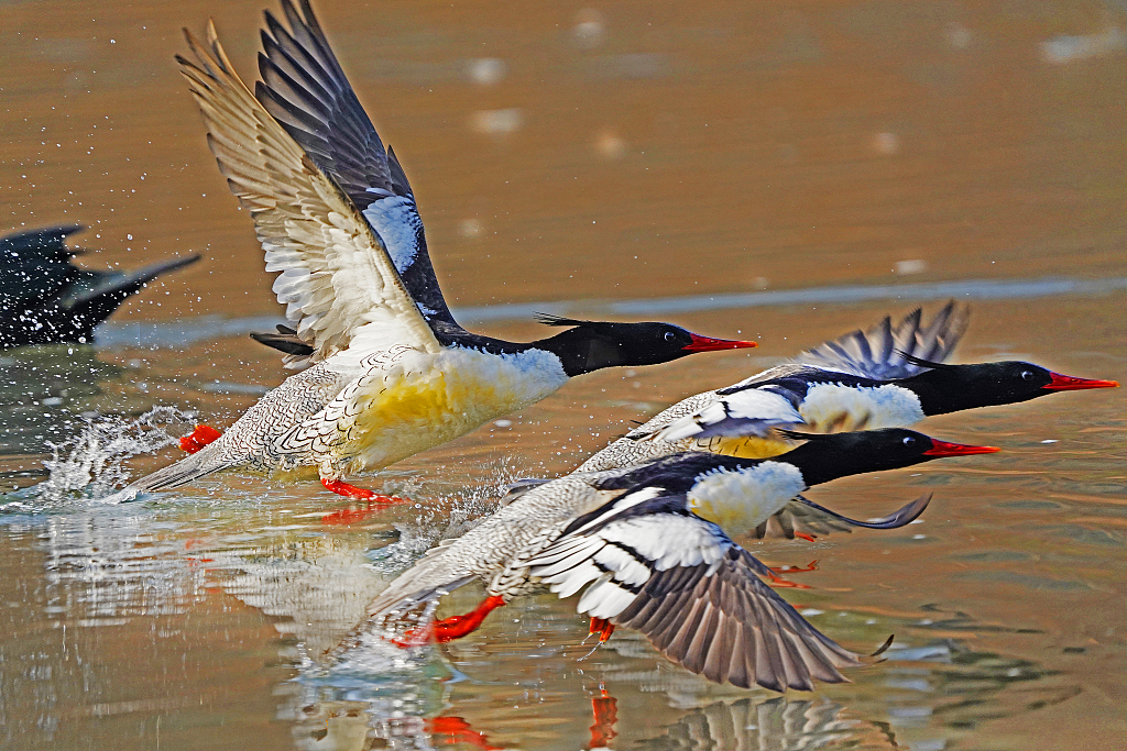 Chinese mergansers are spotted at the wetlands of Jingmen City in central China's Hubei Province, on Jan. 6, 2024. /CFP