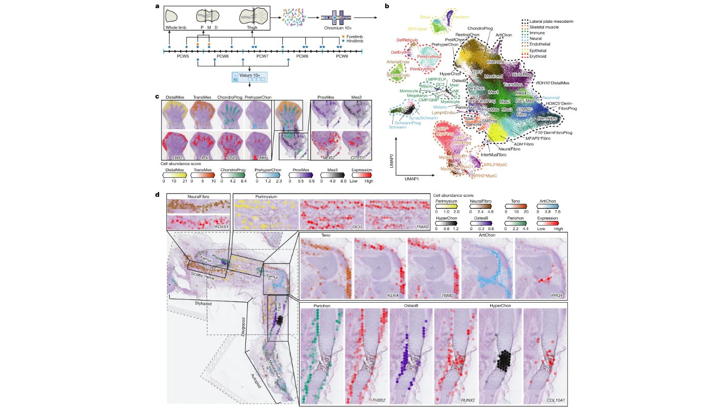 A single cell temporal-spatial atlas of the human embryonic limb. /Nature