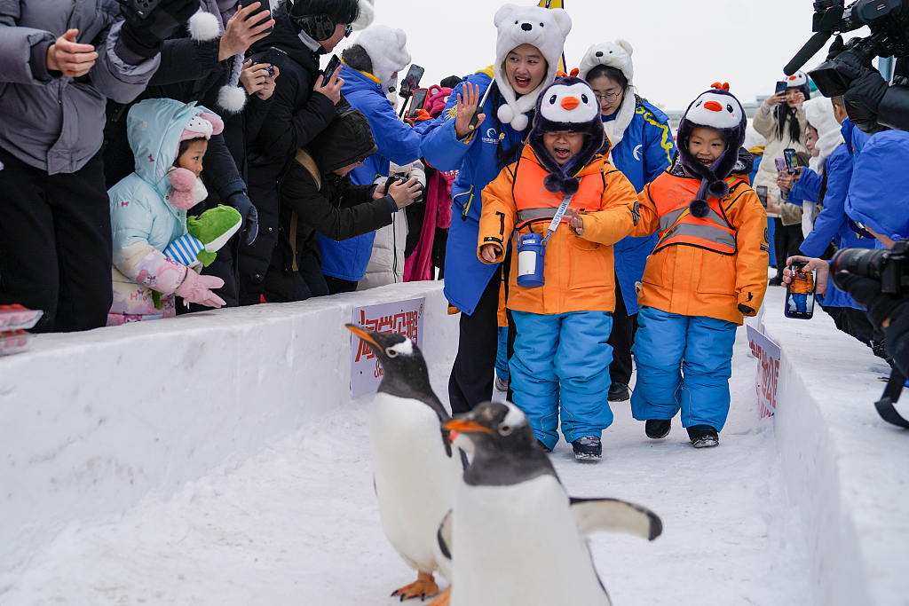On January 6, 2024, 11 children from Nanning, Guangxi, visited Harbin Polarland in Heilongjiang. The children are seen interacting with penguins during their visit. Due to their matching orange down jackets, netizens affectionately referred to them as 