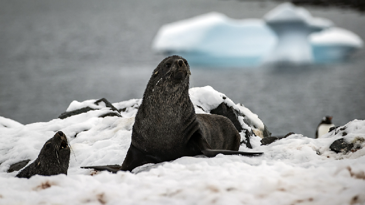 Bird flu found in mammals near Antarctica for the first time - CGTN
