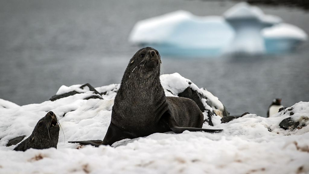 Fur seals are seen off Nansen Island as the floes melt due to global climate change in Antarctica, February 28, 2022. /CFP