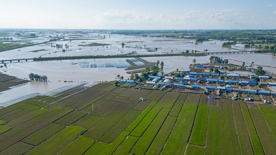 The flooded paddy fields in Xingye Village of Anjia Town in Wuchang, northeast China's Heilongjiang Province, August 9, 2023 /Xinhua