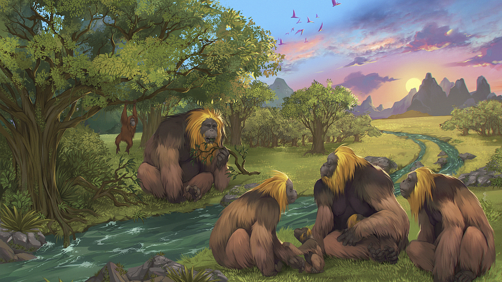 The Gigantopithecus blacki, or G. blacki was a three-meter-tall primate weighing up to 300 kilograms, once roaming the Karst plains of southern China. /CFP 