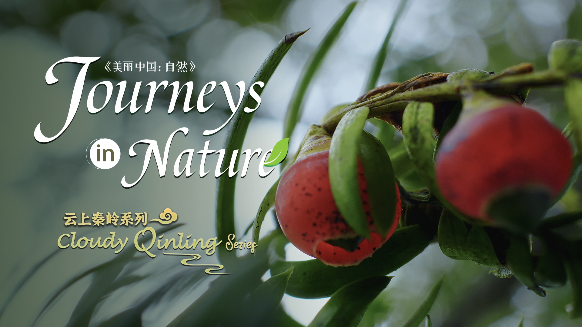 Cloudy Qinling Series Ep. 9: The Chinese yew that witnessed centuries