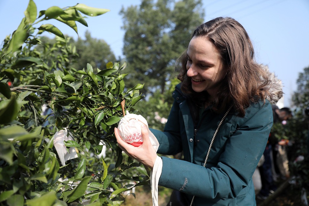 A student from Columbia University picks a dekopon citrus from a fruit orchard at Tieniu Village in Chengdu, Sichuan Province on January 9, 2024. /CFP