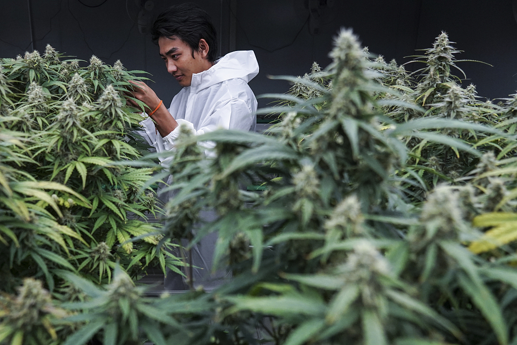 A cannabis grower inspects cannabis plants in a growing room during a cultivation class at Royal Queen Seeds cannabis store in Bangkok, Thailand, September 9, 2023. /CFP
