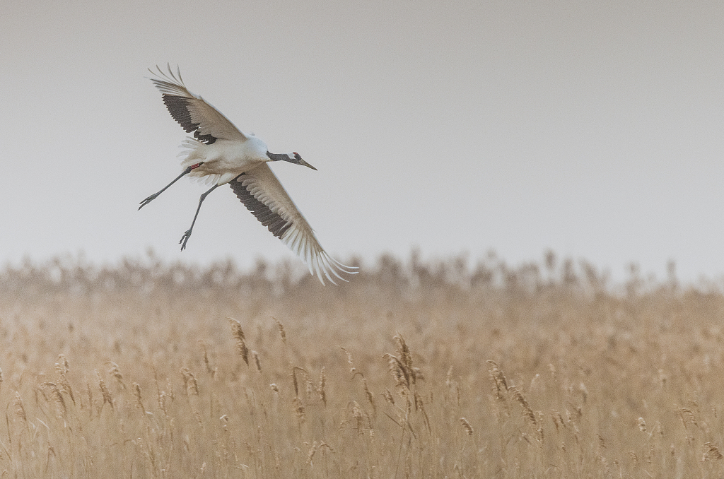 A red-crowned crane is flying in east China's Jiangsu Province. /CFP