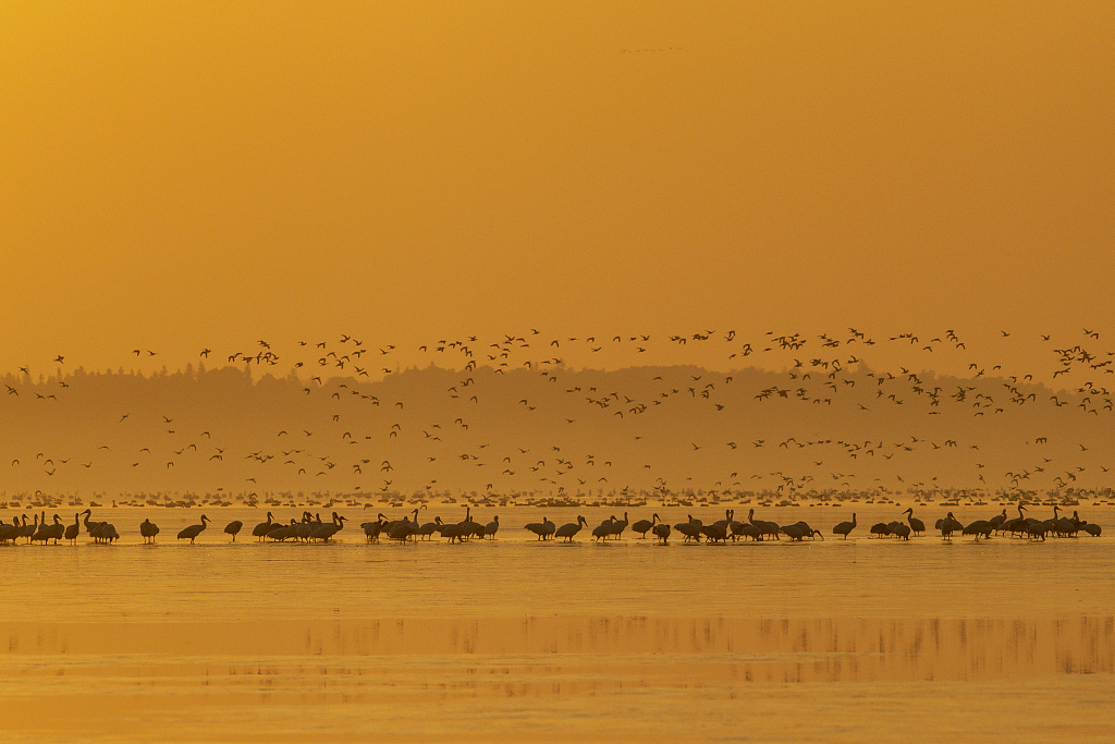 Flocks of birds at Poyang Lake in east China's Jiangxi Province. /CFP