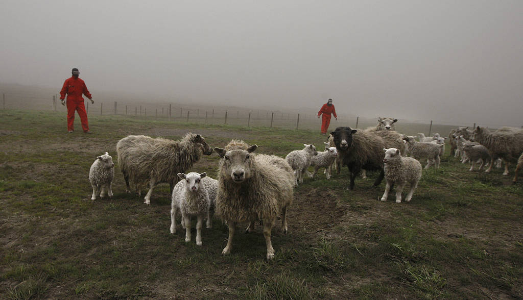After the Grimsvotn volcano erupted and spew ash, farmers wear masks and gather their sheep in Borgarnes, western Iceland, May 23, 2011. /CFP