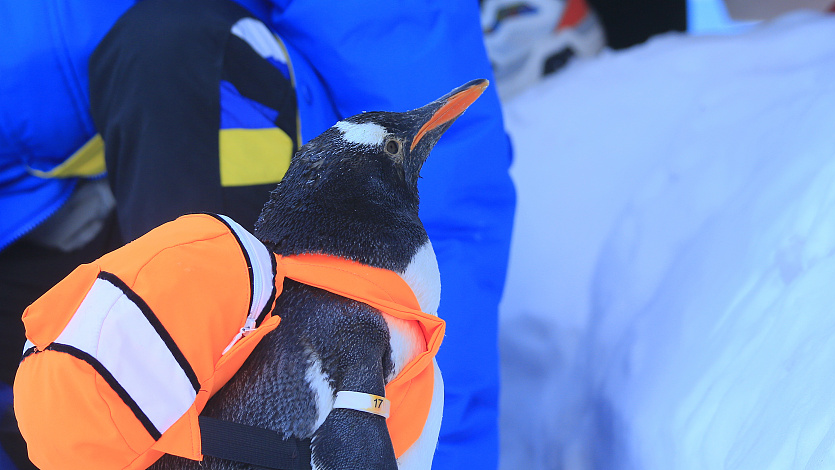 An undated photo shows a penguin with a backpack at Harbin Polarland in Heilongjiang Province. /CFP