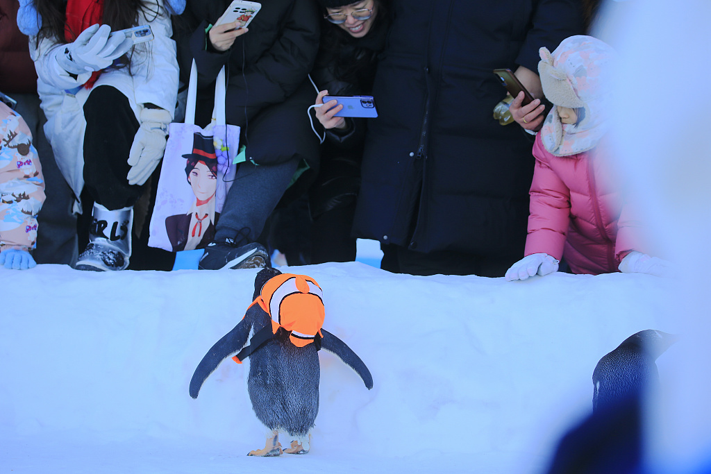 An undated photo shows a penguin with a backpack at Harbin Polarland in Heilongjiang Province. /CFP