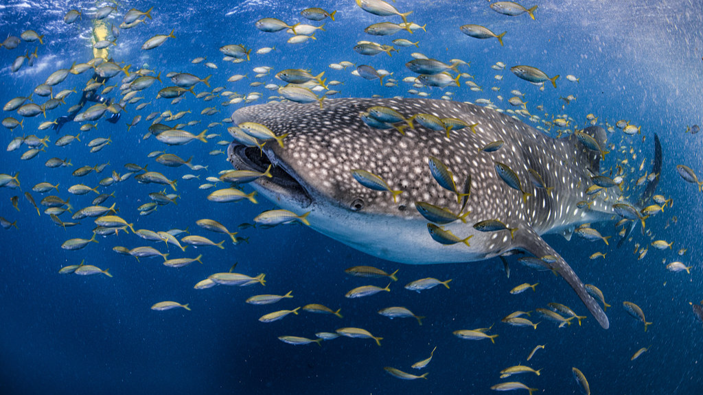 Sharks killed at alarming rates despite regulations: study