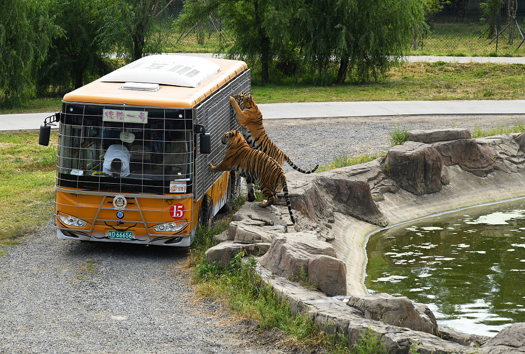 Siberian tigers chase a tourist bus in the Siberian Tiger Forest Park, Harbin, Heilongjiang Province, China, August 27, 2023. /CFP 