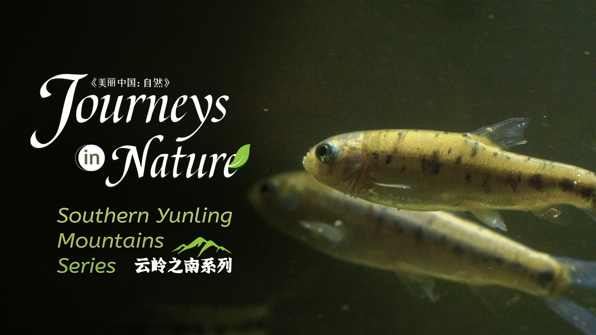 CGTN Nature to release 'Journeys in Nature: Southern Yunling Mountains Series'