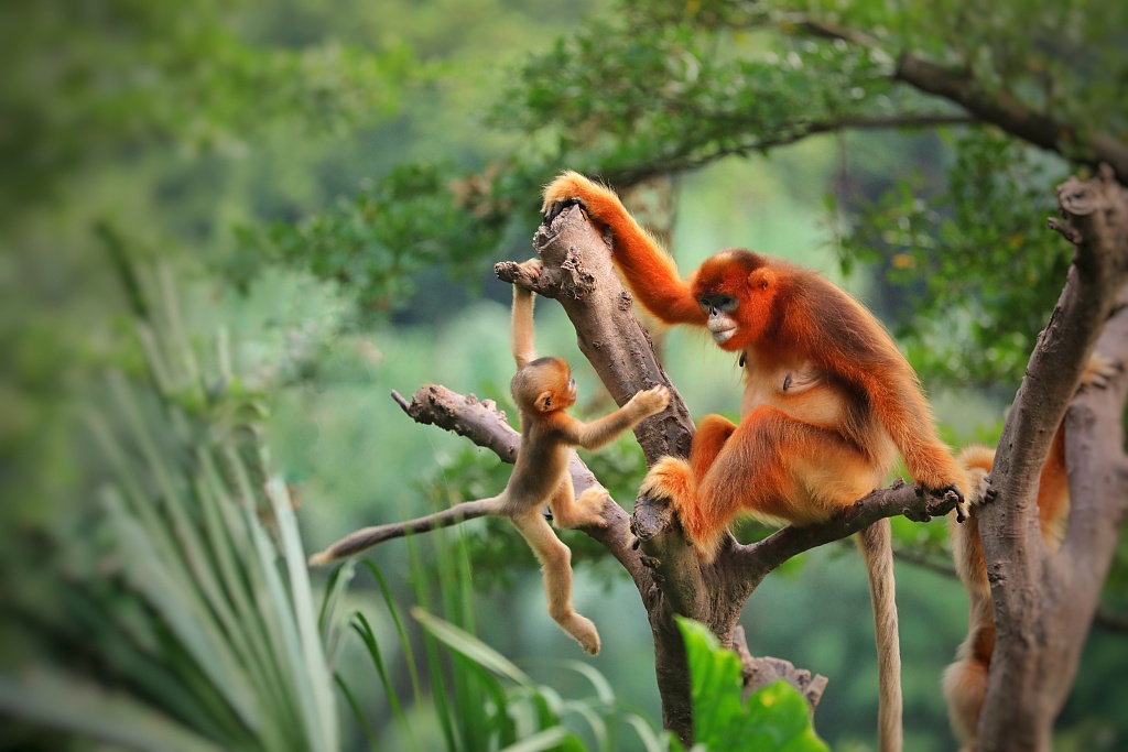 A mother golden snub-nosed monkey and its baby. /CFP
