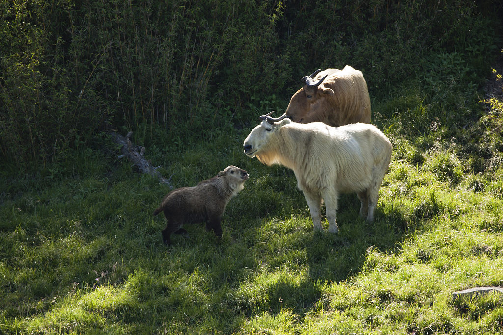 The takin is a species under first-class state protection in China. /CFP